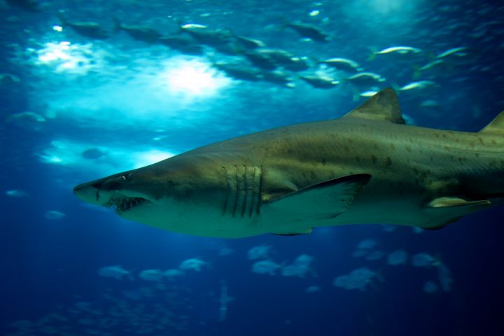 Lisbon Aquarium