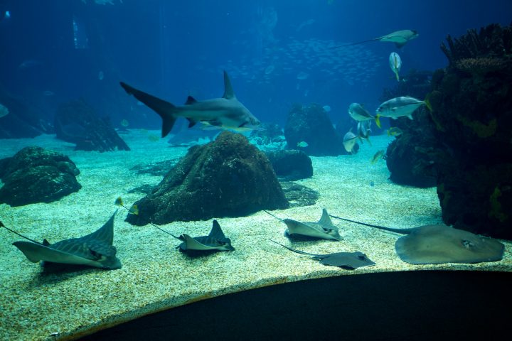 Lisbon Aquarium