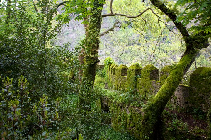Castle  of the Moors (a little overgrown)