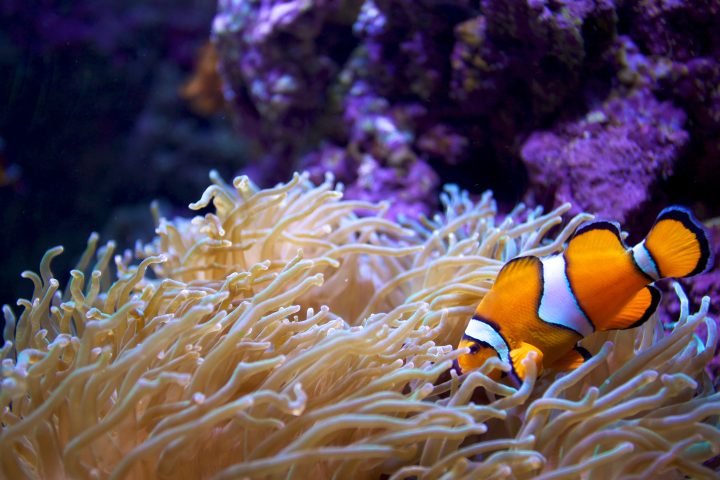 Lisbon Aquarium