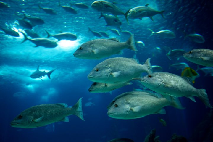 Fish Swimming in Lisbon Aquarium