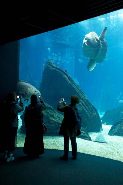 Lisbon Aquarium