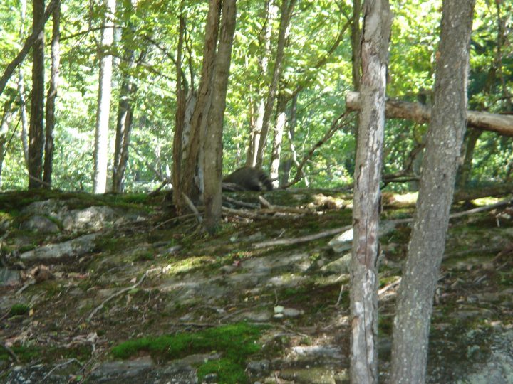 DSC04066