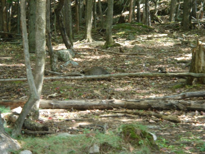 DSC04070