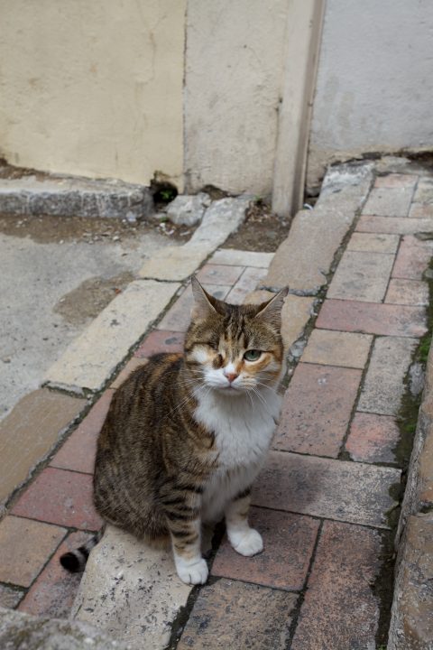 Cat with One Eye