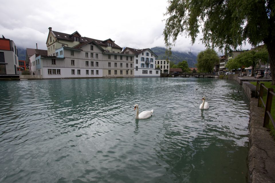 Interlaken Swans