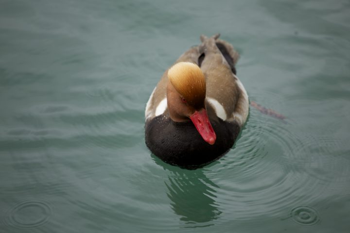 Interlaken