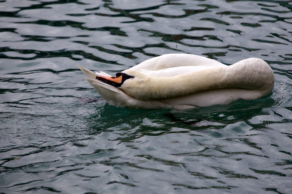 Swan Pruning Itself Interlaken