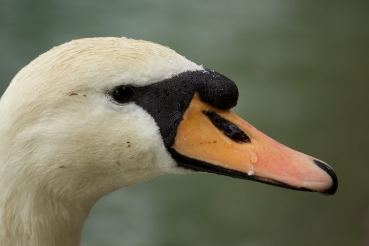 Swan Closeup Interlaken