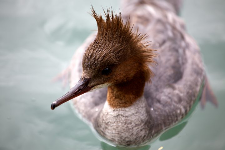 Cute Little Mohawk Bird in Interlaken
