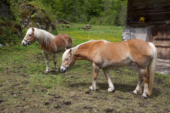 Horses Lauterbrunnen