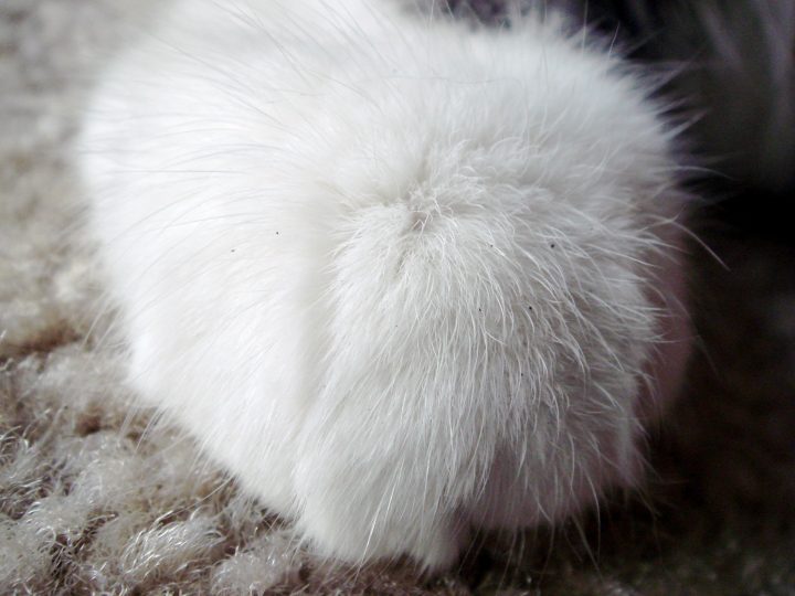 Chica Paw