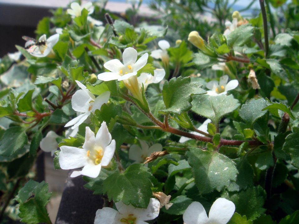 DSC08335