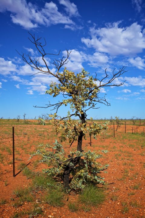 Tree Fence and Sky