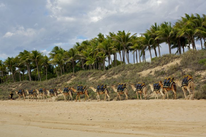 Camels On The Beach In Broome Australia