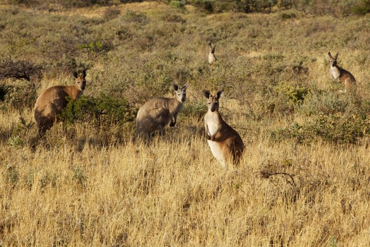Kangaroos