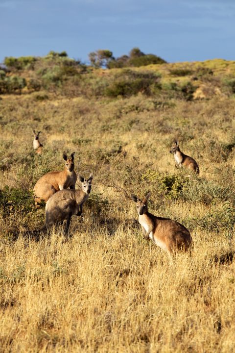 kangaroos