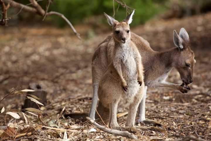Cape Le Grand National Park, Western Australia, Australia