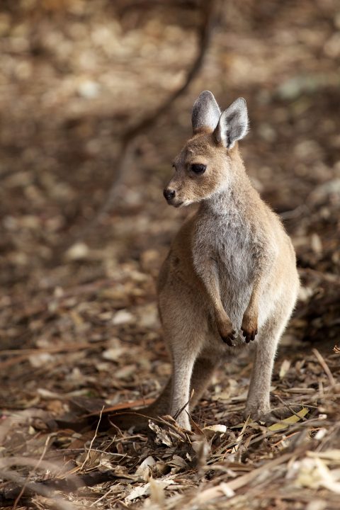 Cape Le Grand National Park, Western Australia, Australia