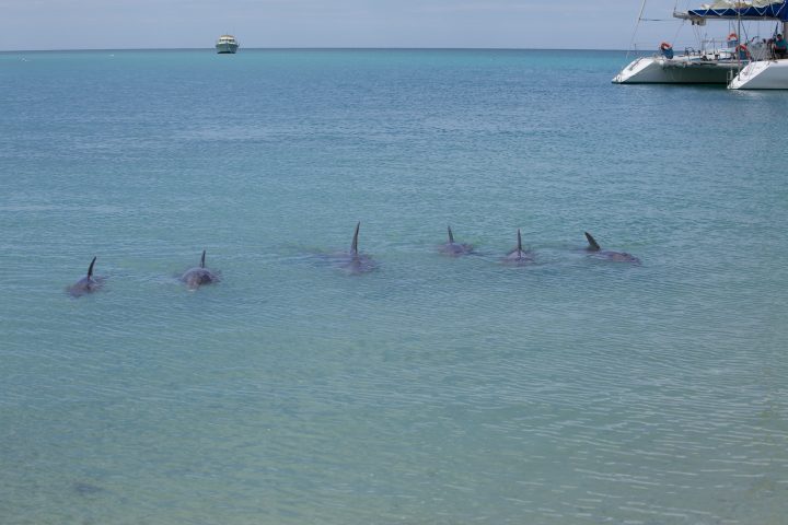 Dolphins At Monkey Mia