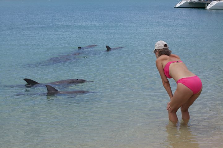 Dolphins At Monkey Mia Australia