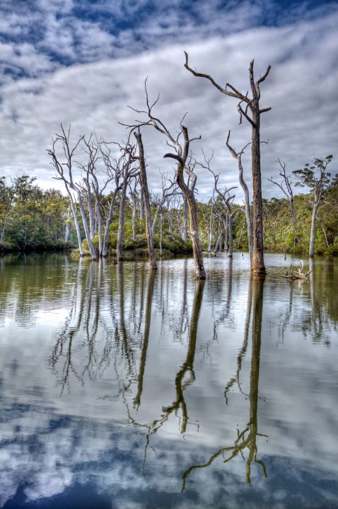 Dead Trees Reflected In Lake