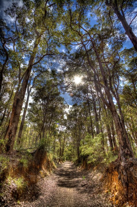 Walking Path and Trees