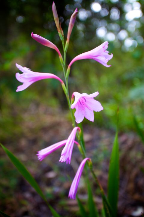 Margaret River, Western Australia, Australia