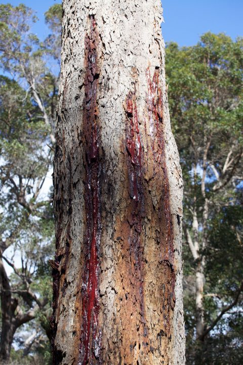 Treetop Walk Valley of the Giants, Denmark, Western Australia