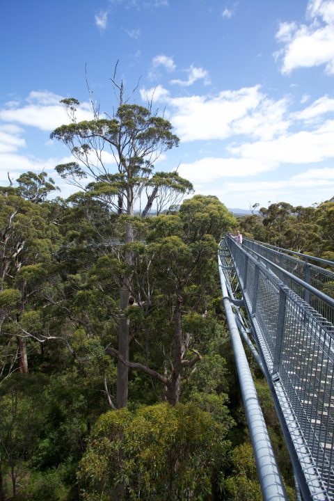 Treetop Walk Valley of the Giants, Denmark, Western Australia