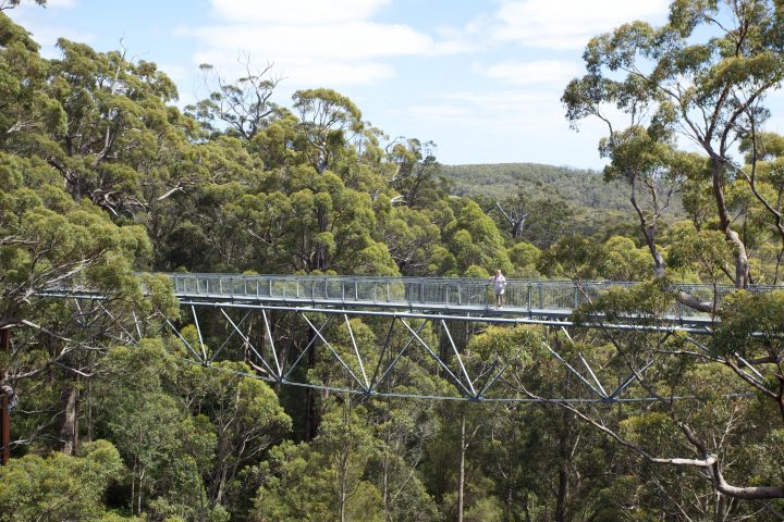 Treetop Walk Valley of the Giants, Denmark, Western Australia
