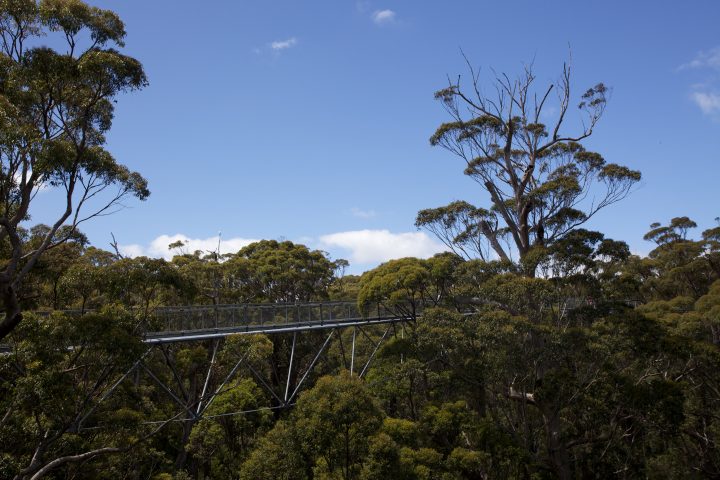 Treetop Walk Valley of the Giants, Denmark, Western Australia