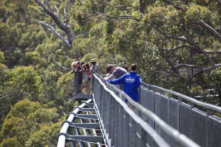 Treetop Walk Valley of the Giants, Denmark, Western Australia