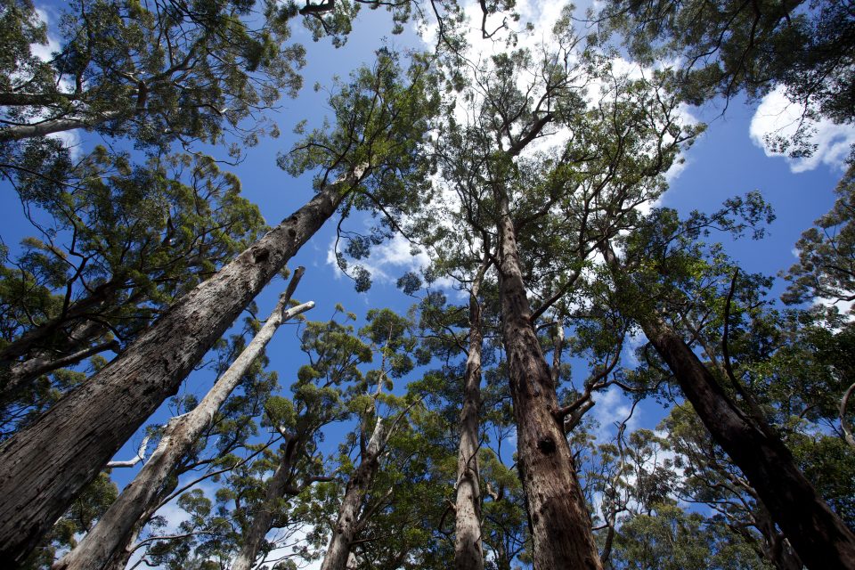 Treetop Walk Valley of the Giants, Denmark, Western Australia