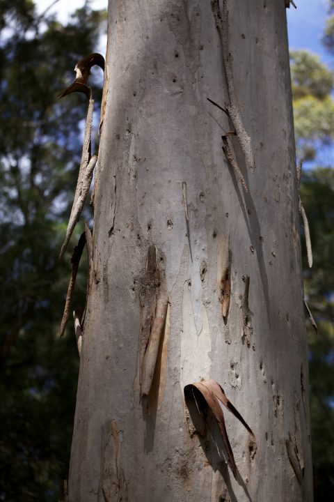 Treetop Walk Valley of the Giants, Denmark, Western Australia