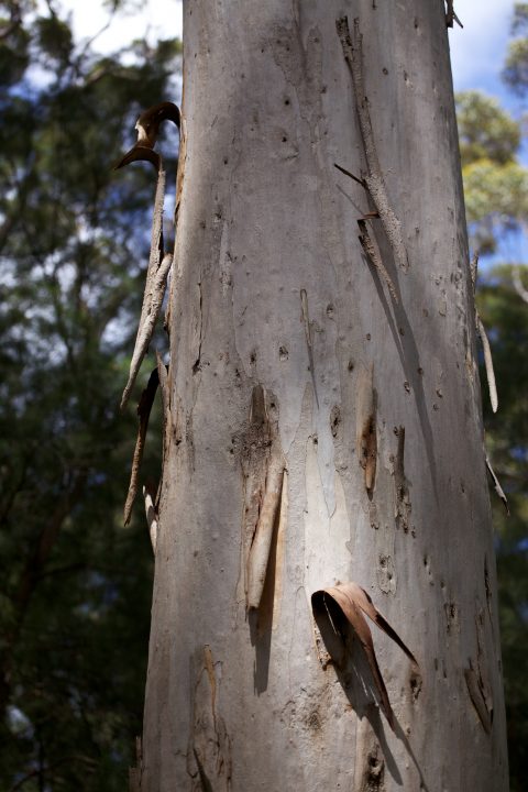 Treetop Walk Valley of the Giants, Denmark, Western Australia