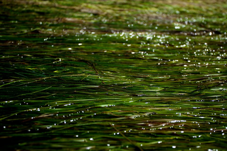 Grass Tasmania Australia