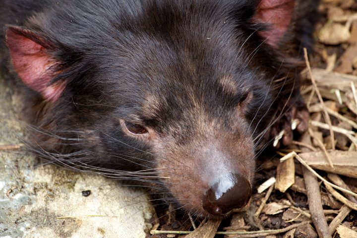 Tasmanian Devil, Tasmania, Australia