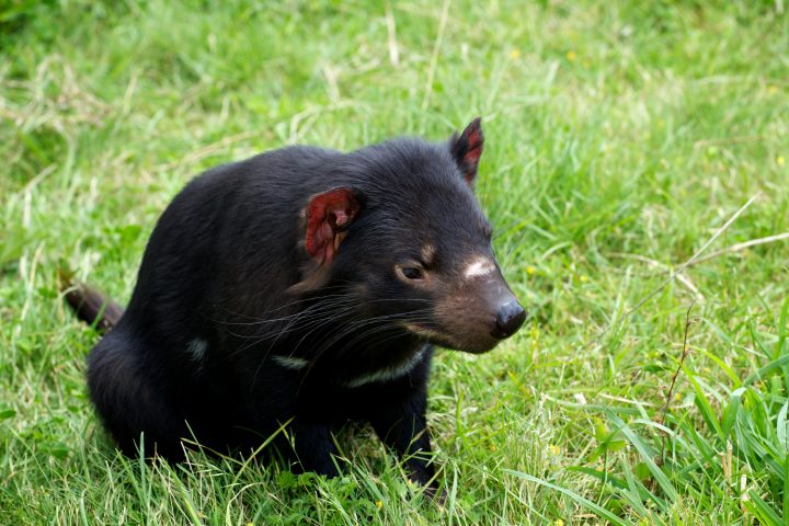 Tasmanian Devil, Tasmania, Australia