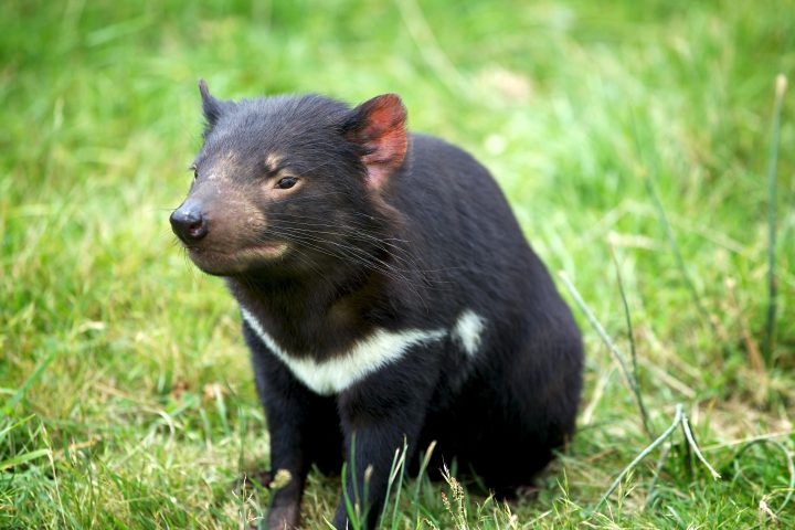 Tasmanian Devil, Tasmania, Australia