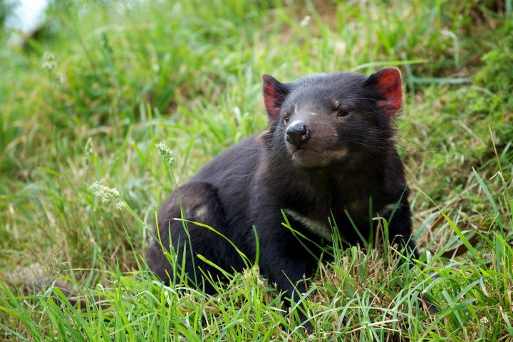 Tasmanian Devil, Tasmania, Australia