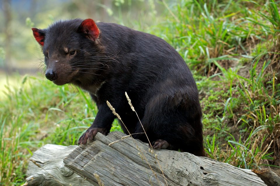 Tasmanian Devil, Tasmania, Australia