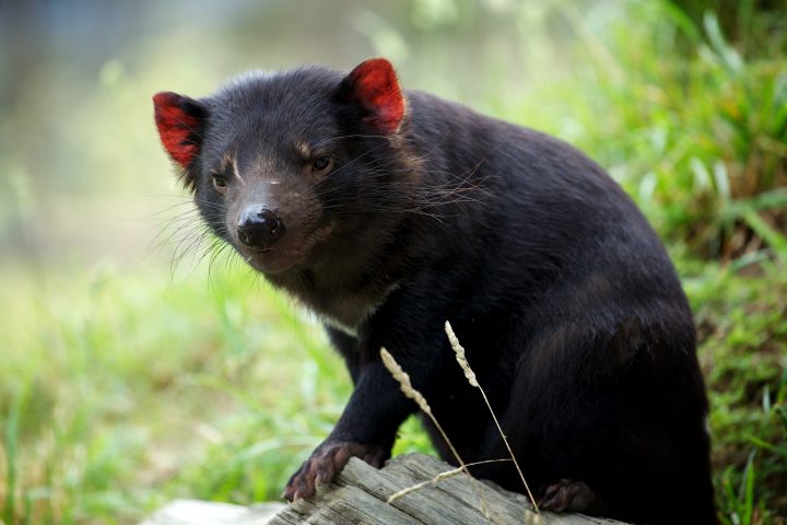 Tasmanian Devil, Tasmania, Australia