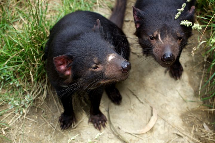 Tasmanian Devil, Tasmania, Australia