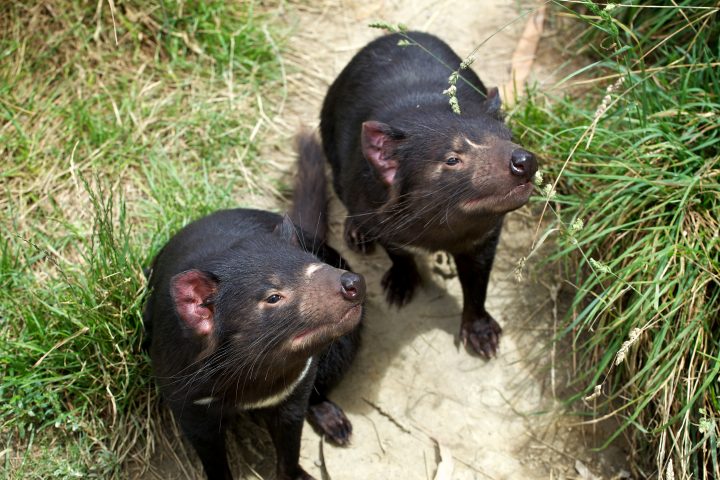 Tasmanian Devil, Tasmania, Australia