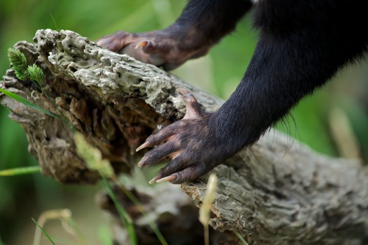 Tasmanian Devil, Tasmania, Australia
