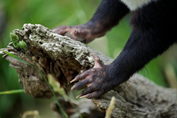 Tasmanian Devil, Tasmania, Australia