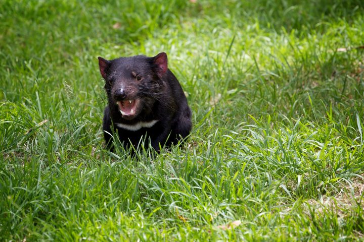 Tasmanian Devil, Tasmania, Australia