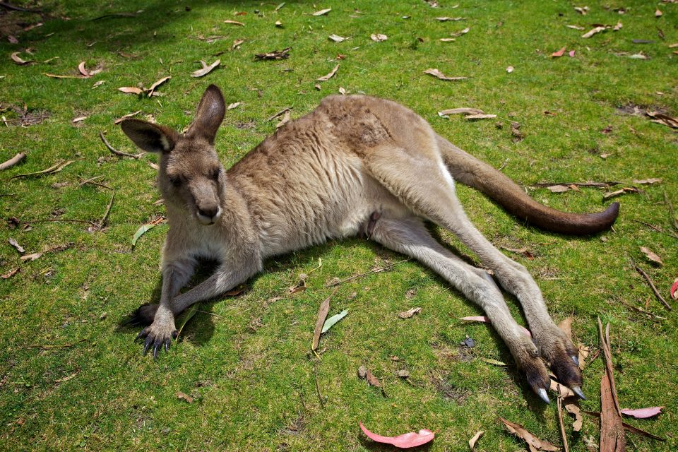 kangaroo relaxing