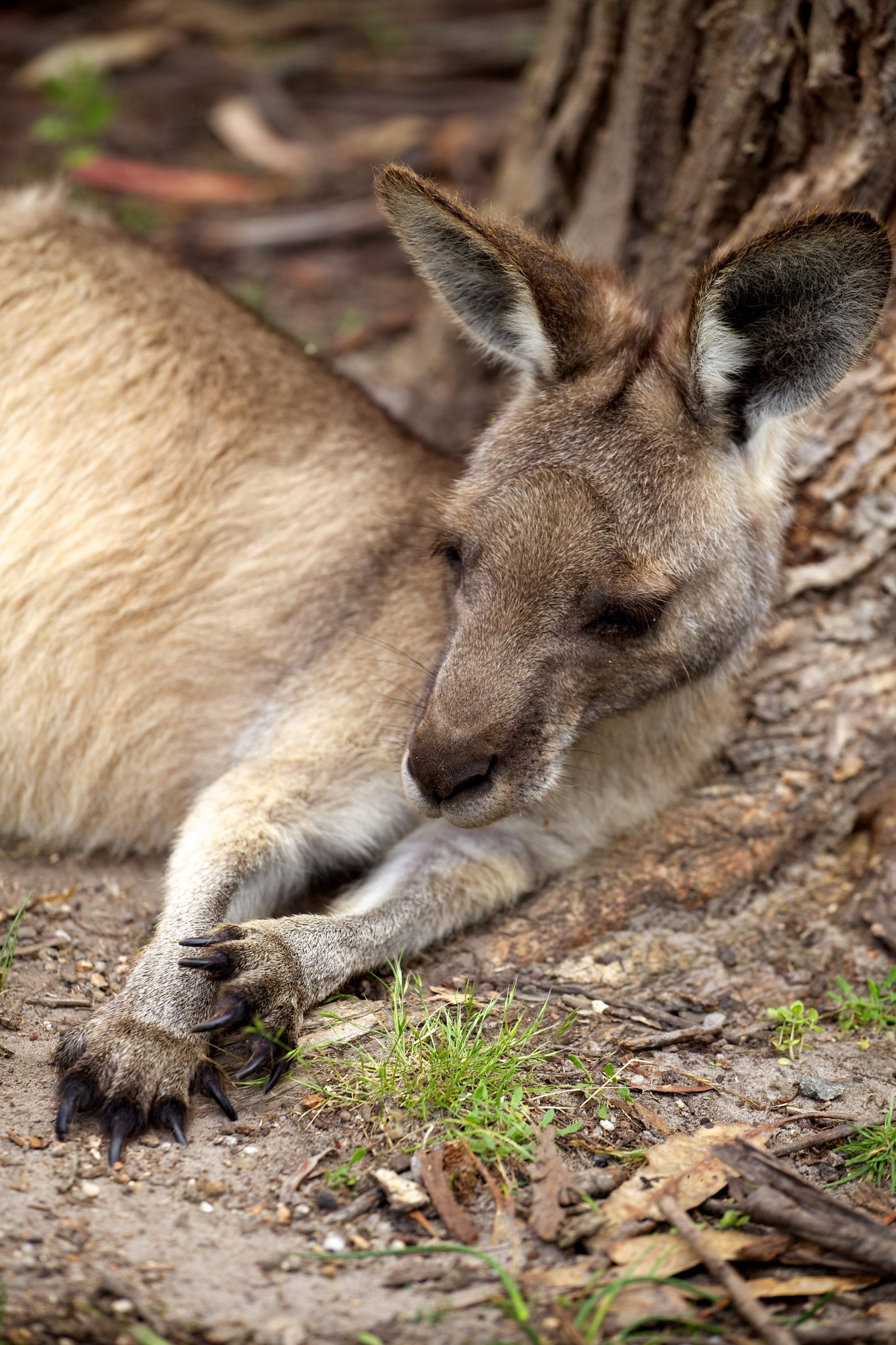 Kangaroo, Tasmania, Australia - Duncan.co